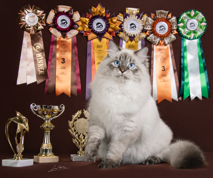 Наши победы на выставках кошек.
